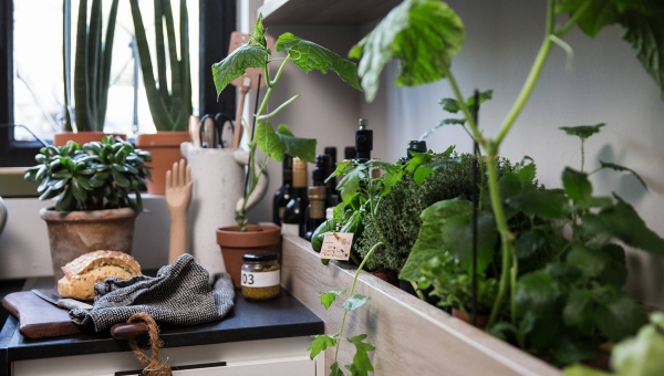 jardin intérieur_plante aromatique_cuisine_IDKrea, rennes